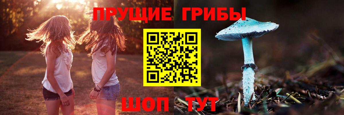 Тамбов  Псилоцибиновые грибы Cubensis  Вход с VPN 